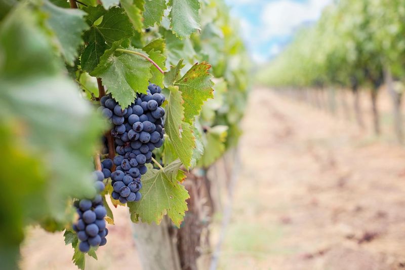 vignoble de Gaillac, Tarn Midi-Pyrénées